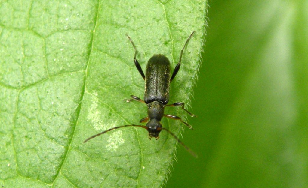 Cantharidae... no, Grammoptera ruficornis (Cerambycidae)